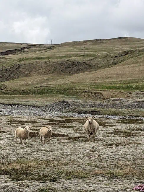 Goats were everywhere and we had to be careful driving around