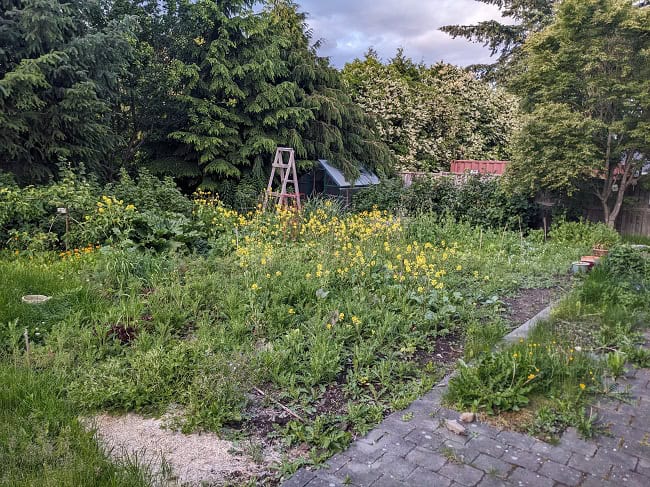 We returned home to this jungleโฆ. A jungle of weeds