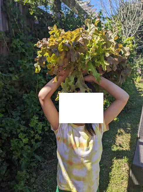 Baby T2.0 harvesting lettuce