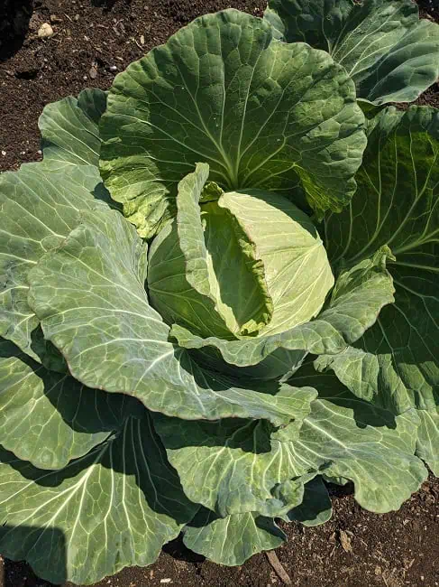 Taiwanese cabbage