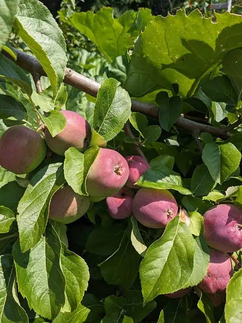 Apples
