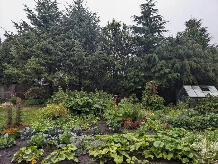 Welcome to the jungle… I mean our backyard garden
