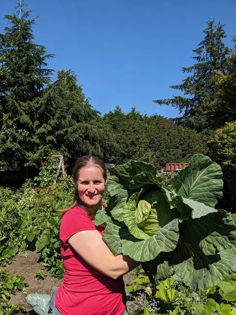 Harvesting Taiwanese cabbage