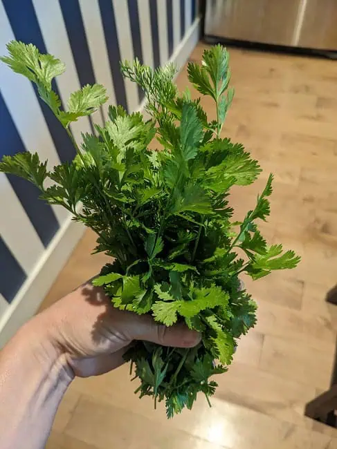 Fresh parsley from the garden
