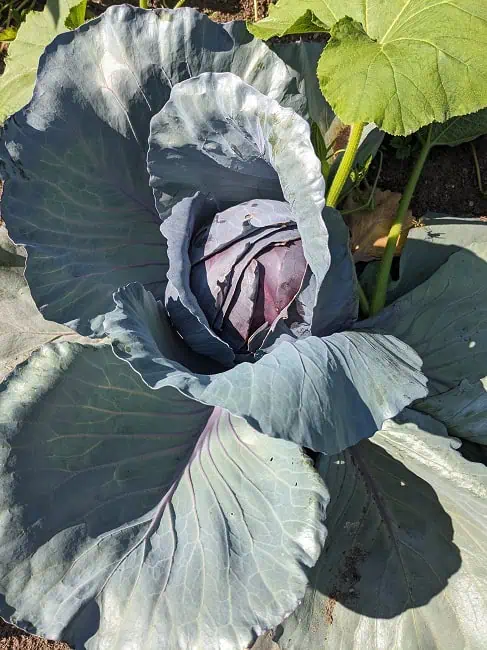 Purple cabbage growing nicely
