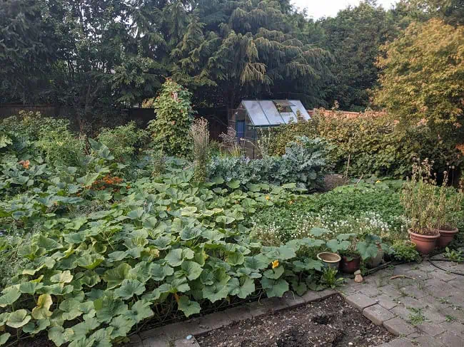 backyard garden