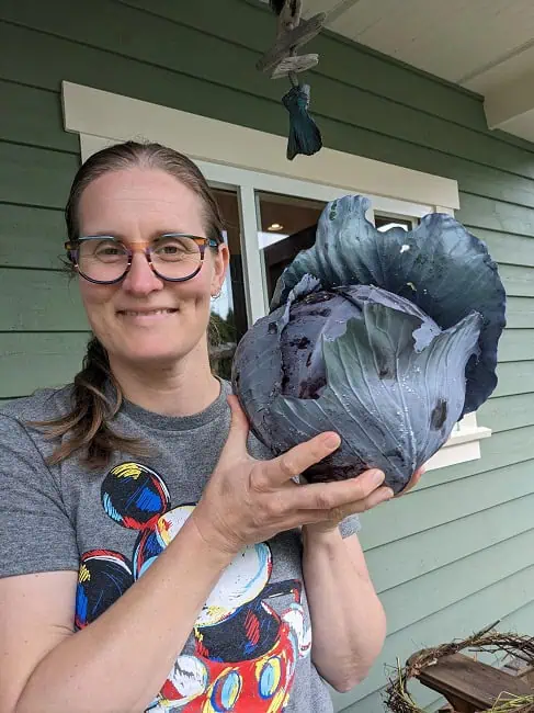 Huge cabbage from the backyard garden