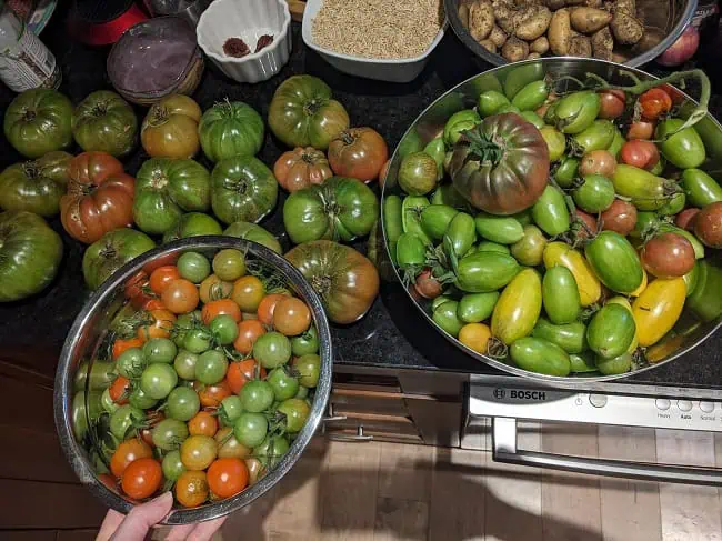 Harvesting tomatoes