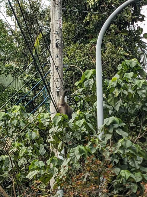The second wild monkey got right above us on the side of the road
