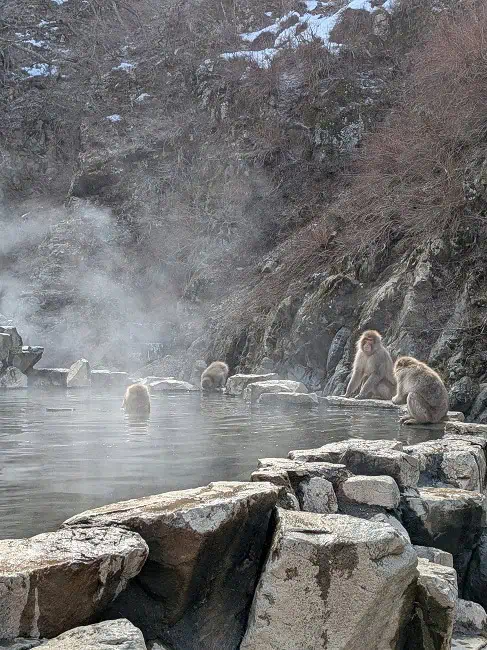 Snow monkeys in Nagano