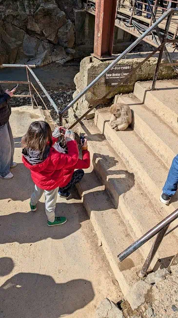 My monkeys (i.e. Kid 1.0 & Kid 2.0) taking pictures of monkeys. The snow monkey got REALLY close to us