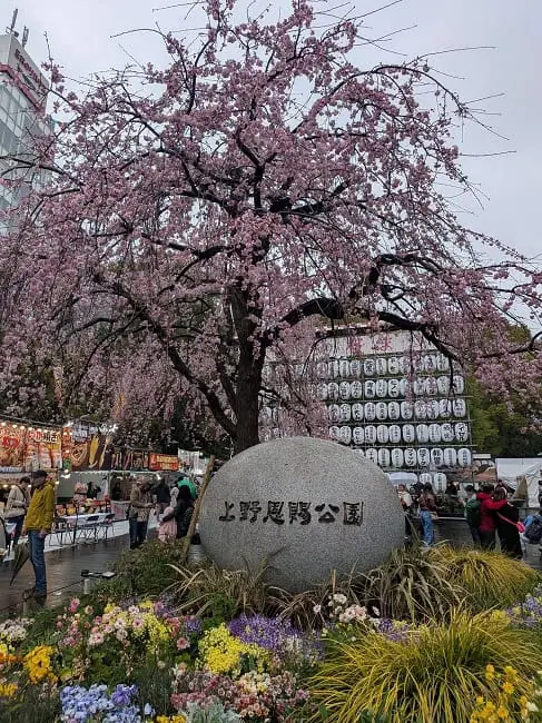 Cherry blossoms in Ueno Park