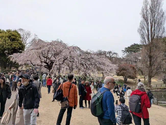 We saw cherry blossoms in late March in Tokyo. It wasn’t quite at full bloom when we left Japan