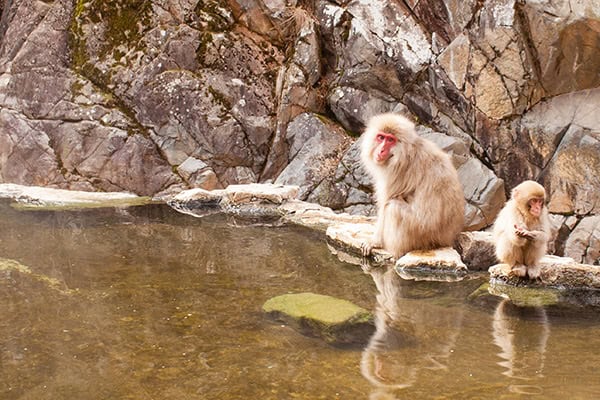 snow monkey